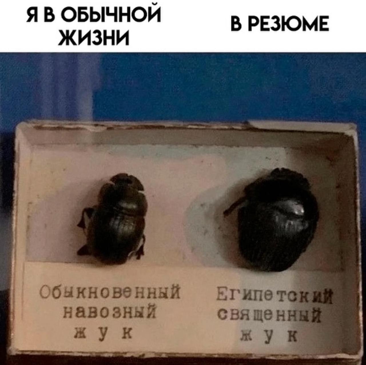 #мэм image preview